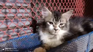 1-3 months Male Purebred Persian