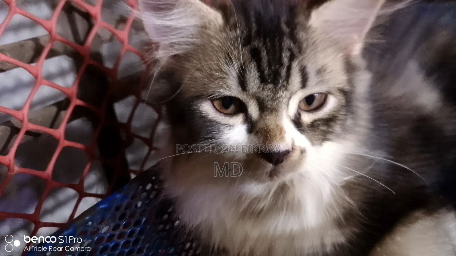 1-3 months Male Purebred Persian