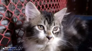 1-3 months Male Purebred Persian