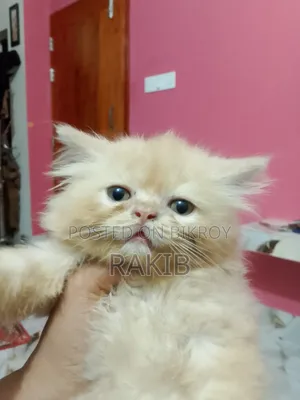 1-3 Months Female Purebred Persian