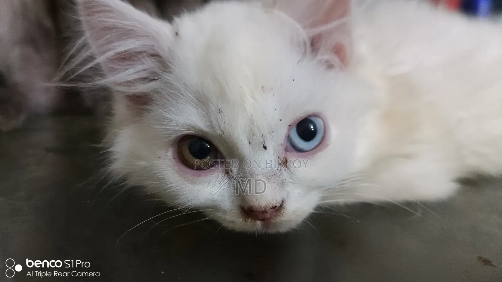 1-3 months Male Purebred Persian
