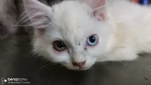 1-3 months Male Purebred Persian