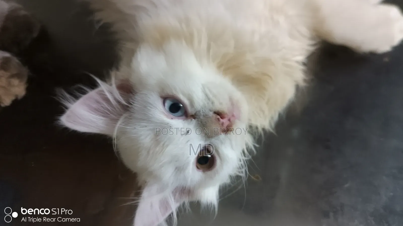 1-3 months Male Purebred Persian