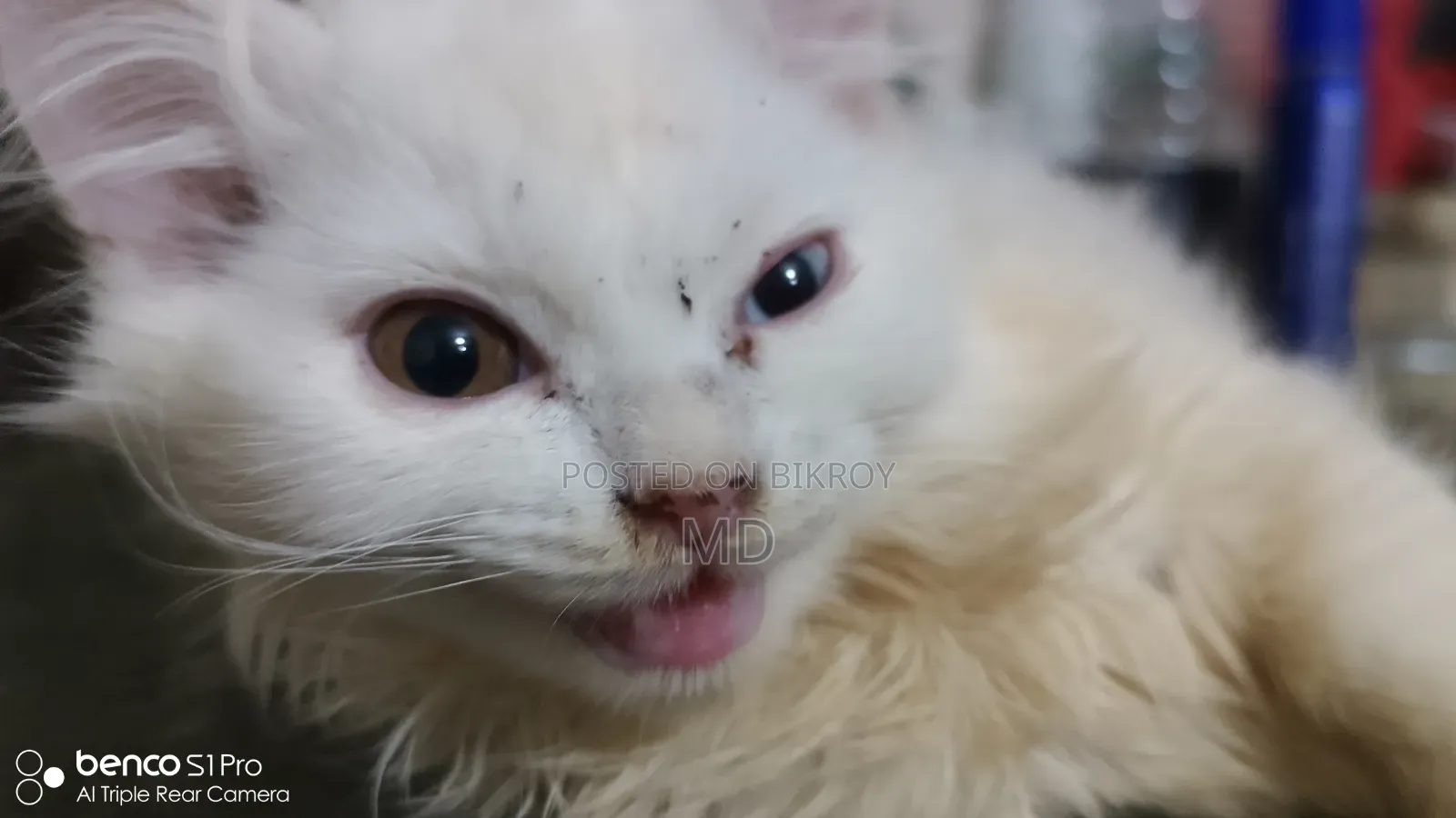 1-3 months Male Purebred Persian