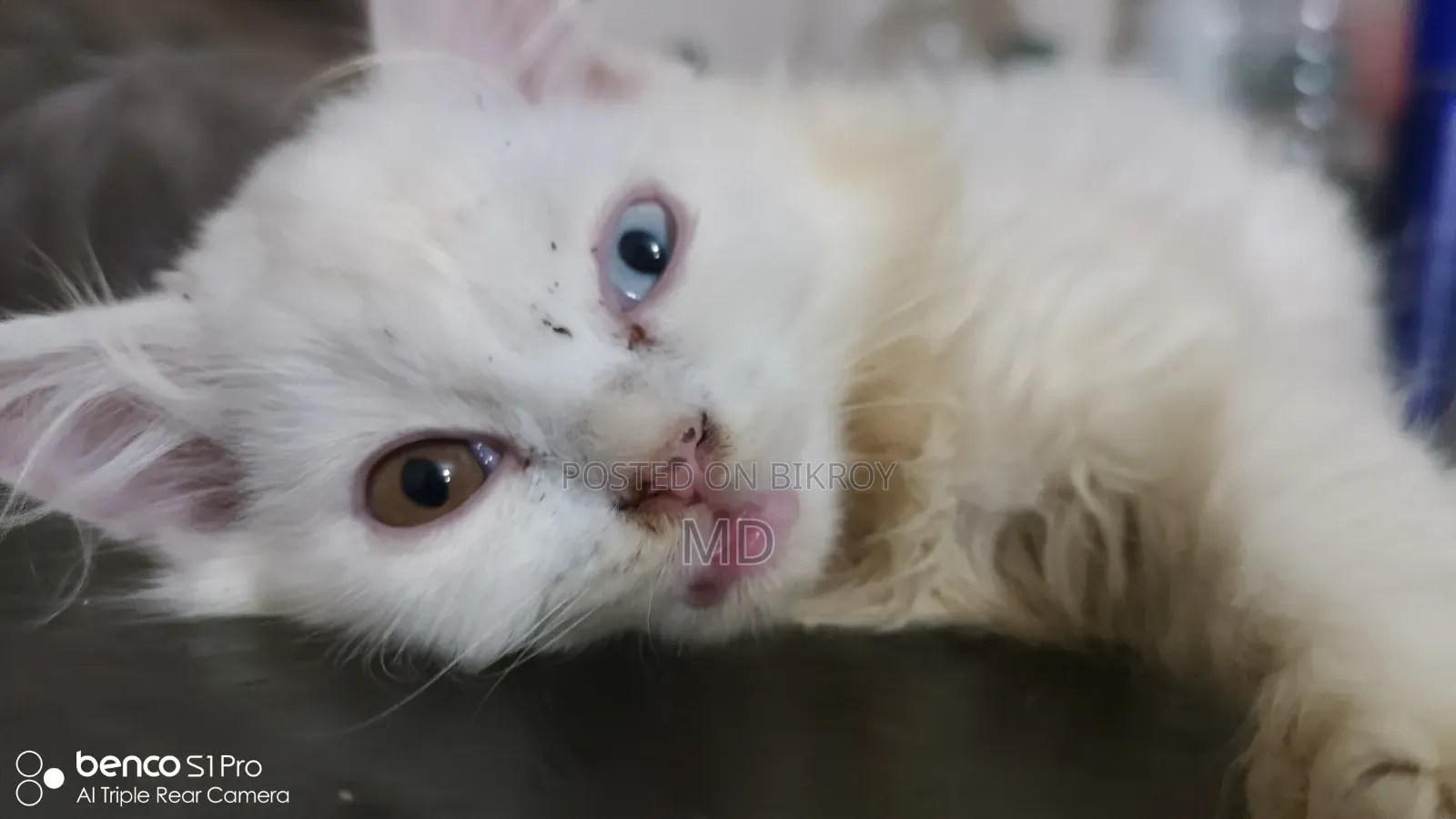 1-3 months Male Purebred Persian