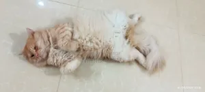 1+ year Male Purebred Persian