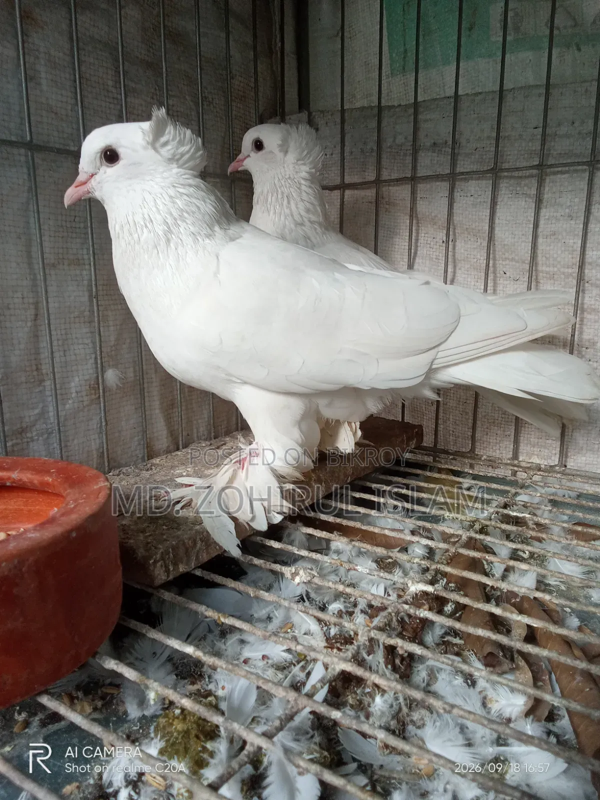 লোটন কবুতর