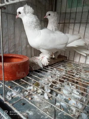 লোটন কবুতর