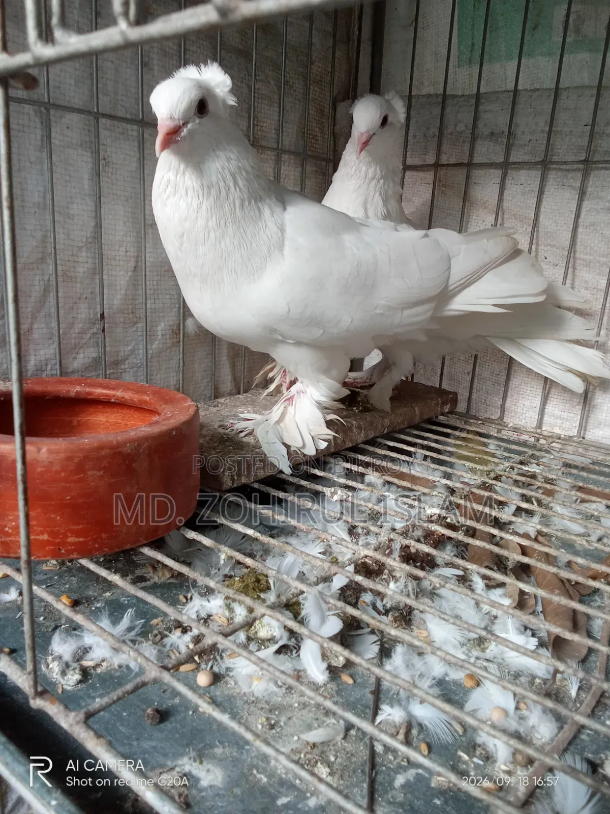 লোটন কবুতর