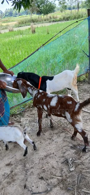 Totapuri Male Goat + Sirohi Female Goat