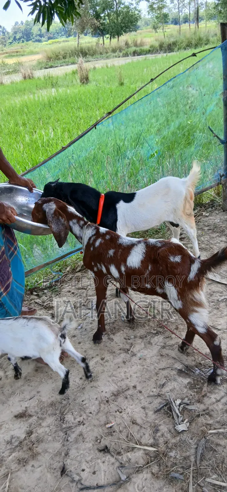 Totapuri Male Goat + Sirohi Female Goat
