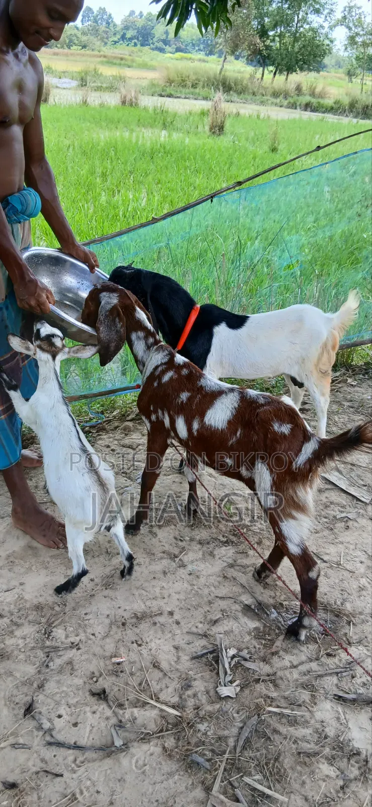 Totapuri Male Goat + Sirohi Female Goat