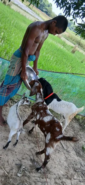 Totapuri Male Goat + Sirohi Female Goat