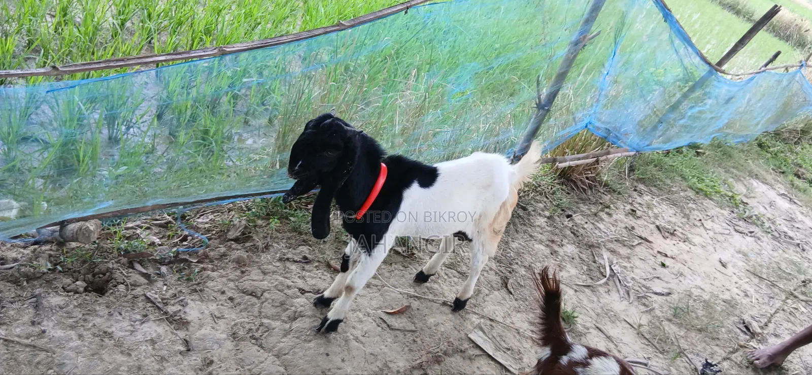 Totapuri Male Goat + Sirohi Female Goat