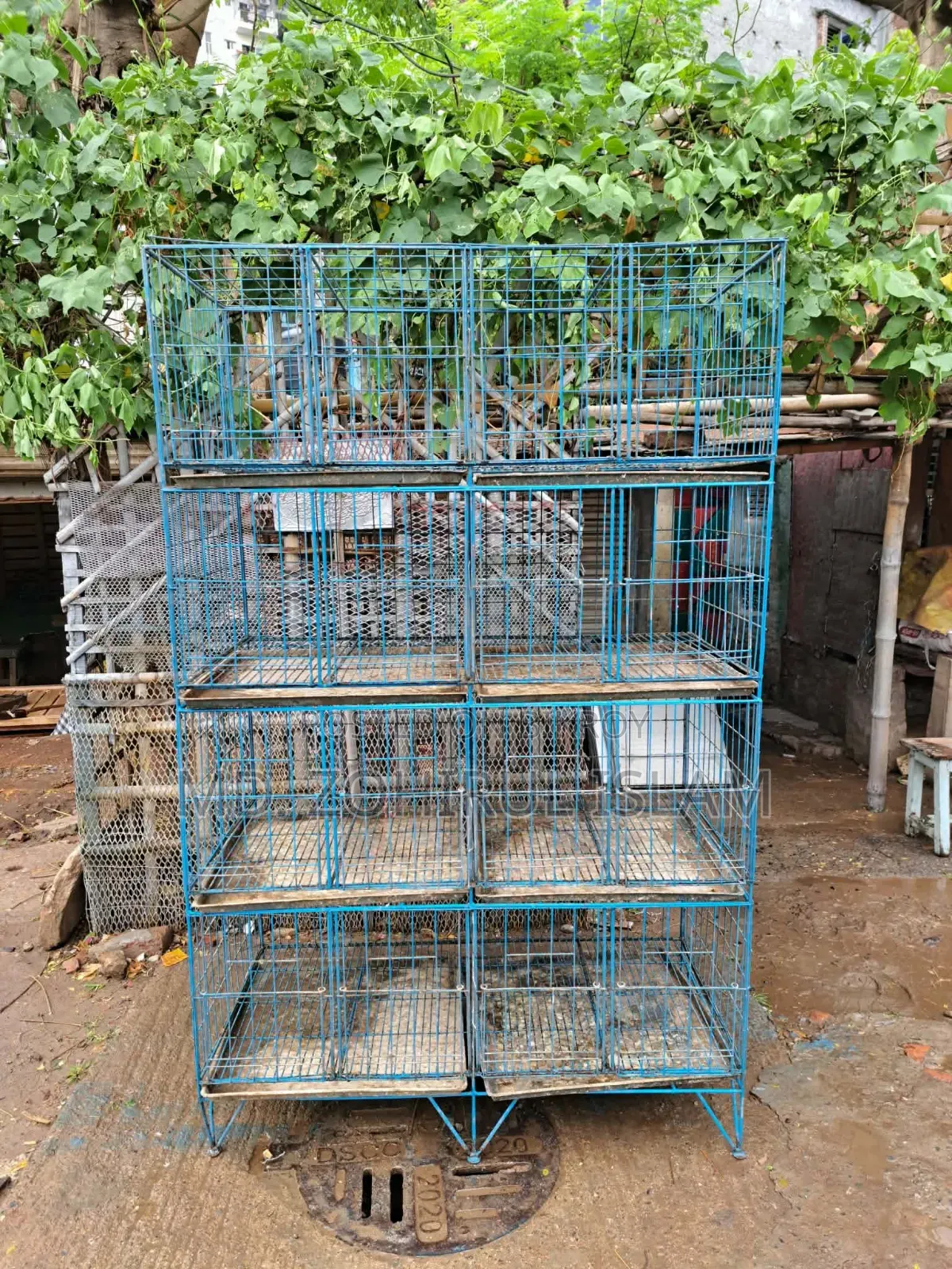 ২৪/২৪ খাঁচা