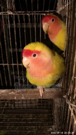 Lovebird Birds