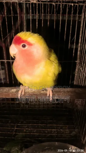 লাভ বার্ড পাখি