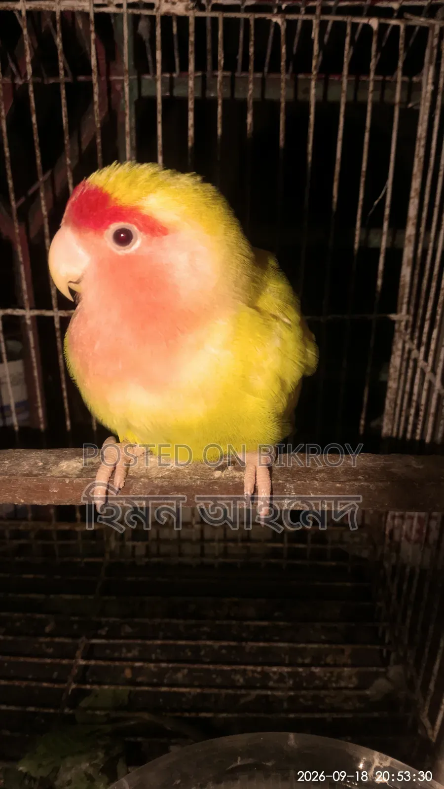 লাভ বার্ড পাখি