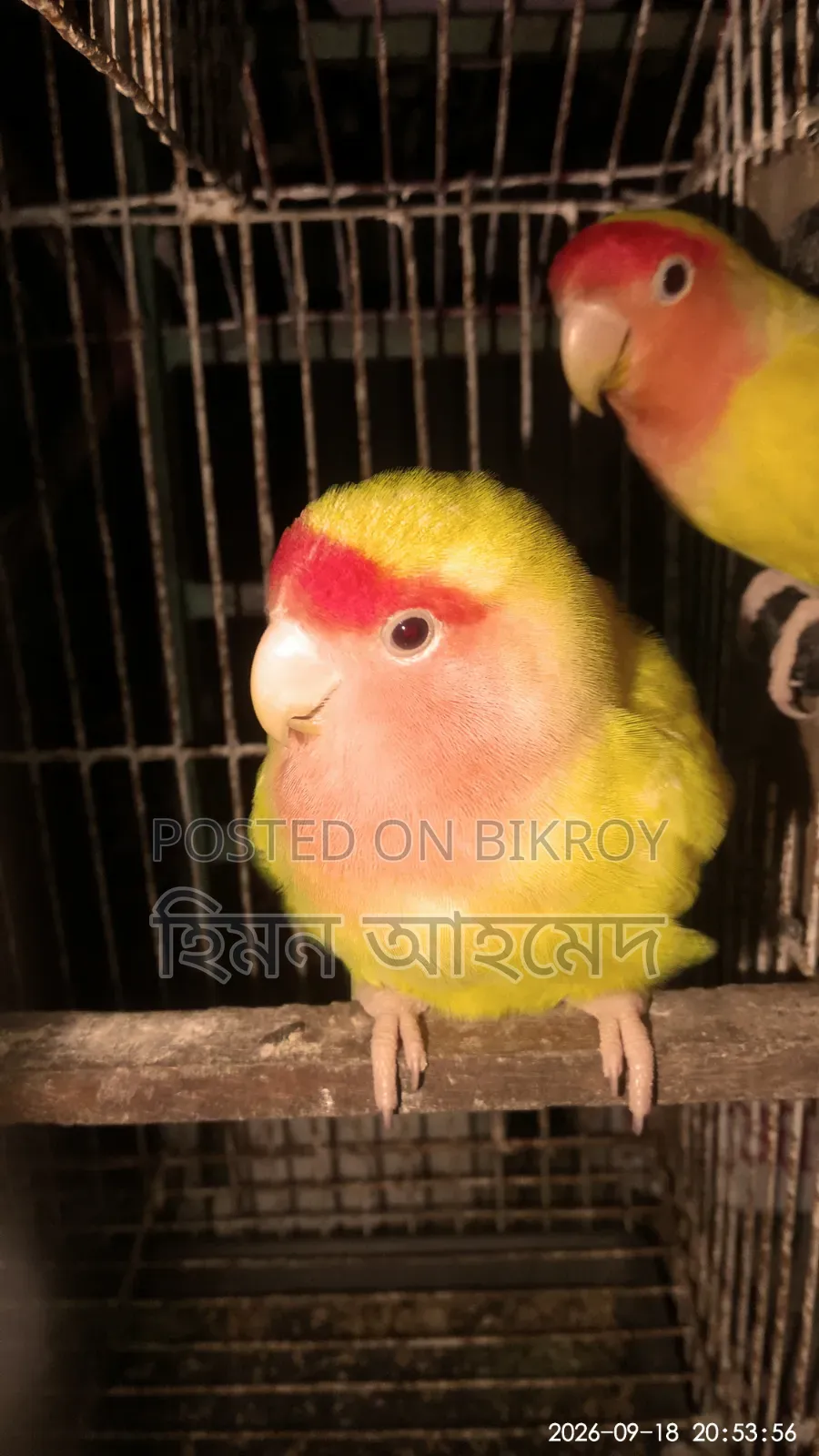 লাভ বার্ড পাখি