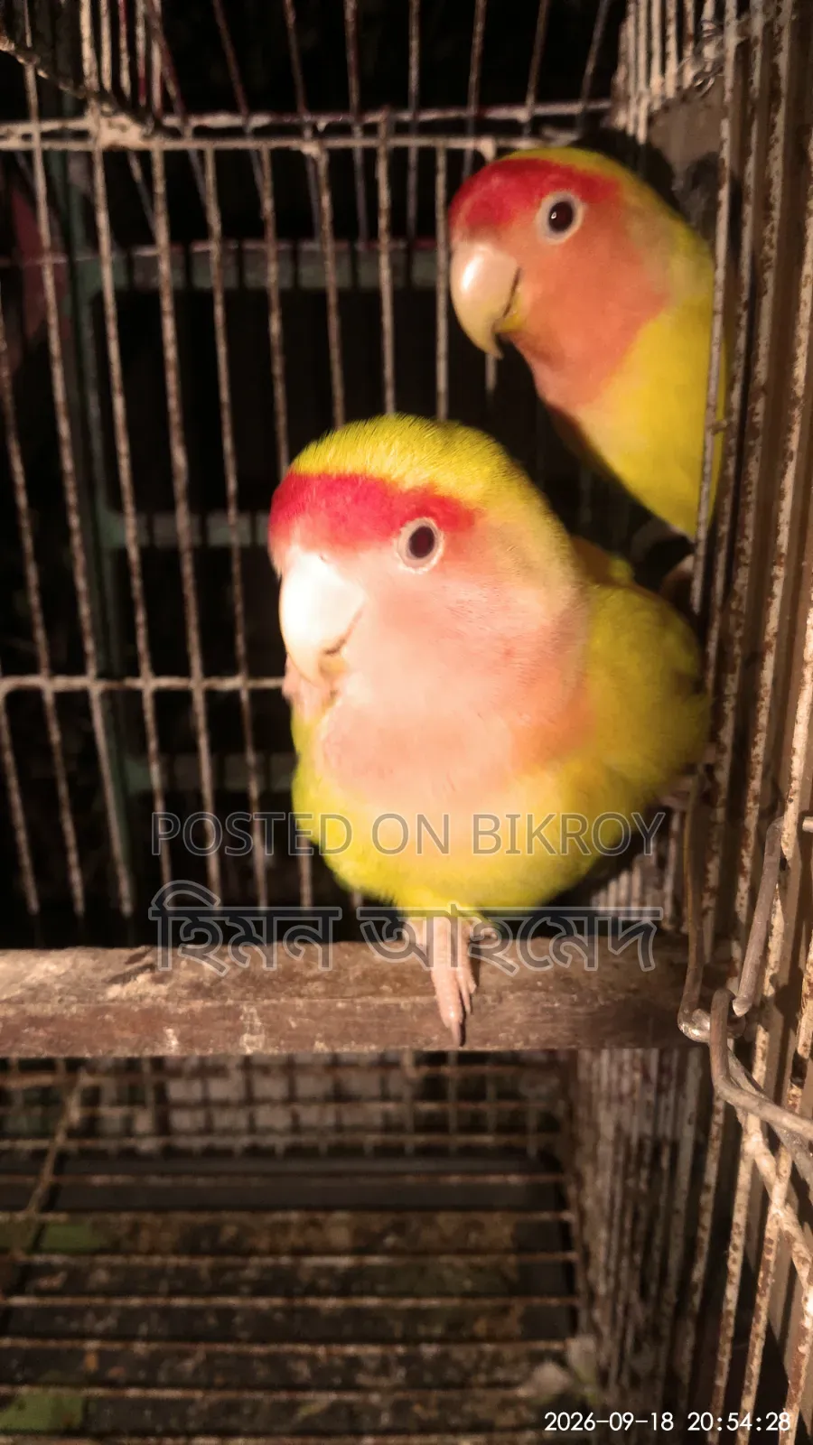 লাভ বার্ড পাখি