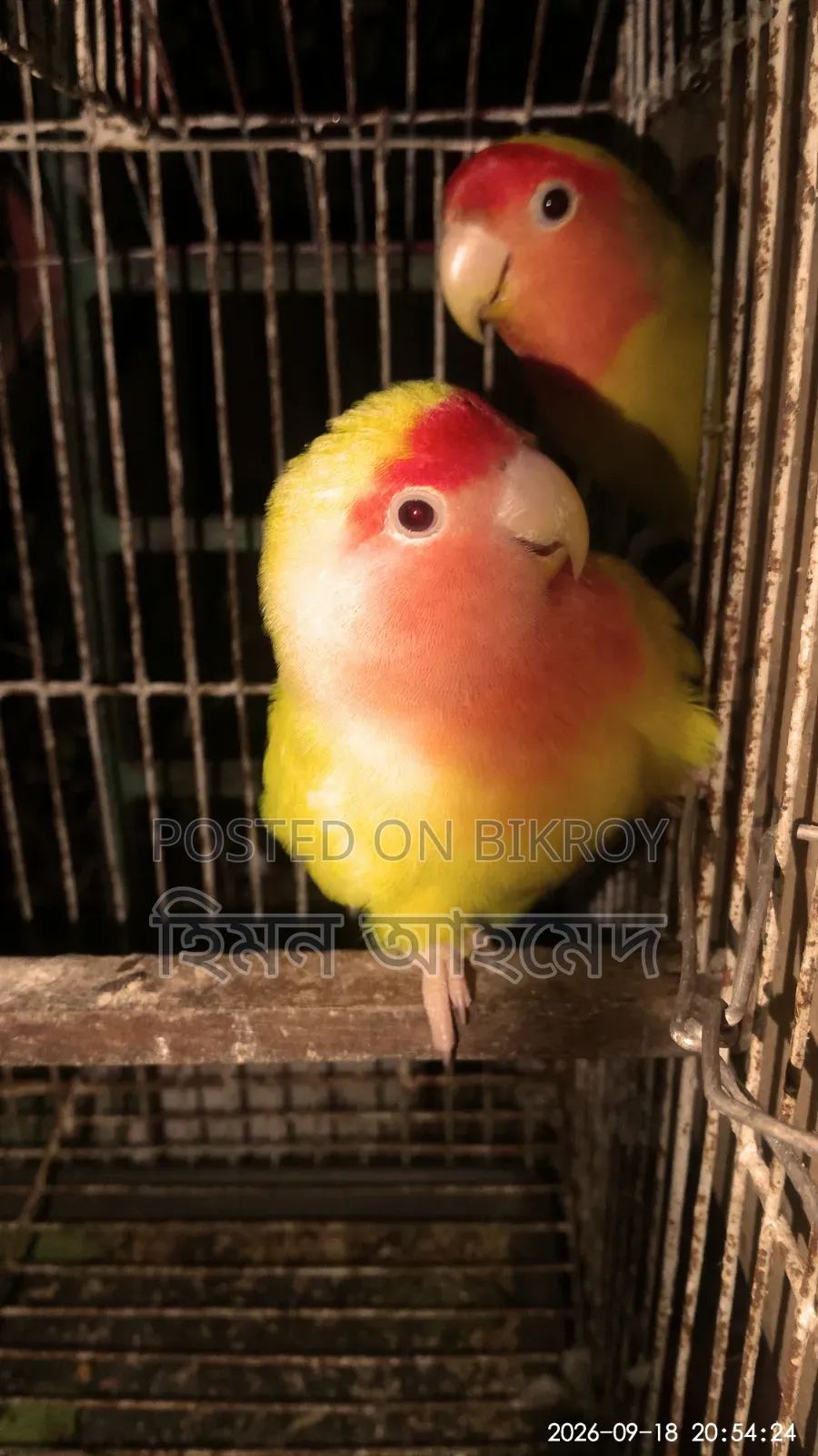 লাভ বার্ড পাখি