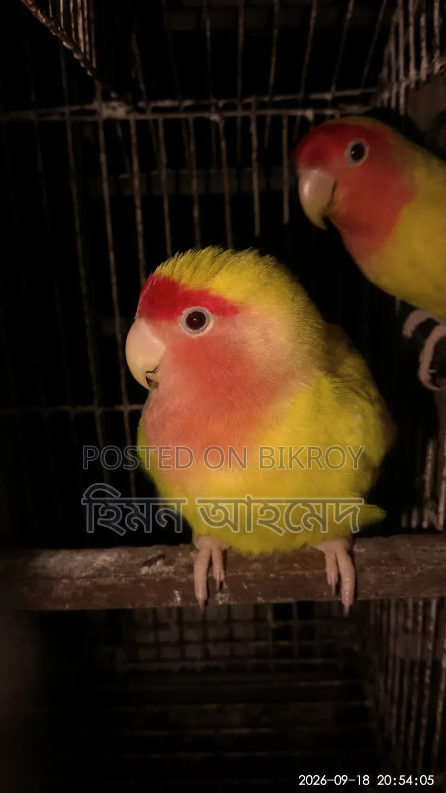 লাভ বার্ড পাখি