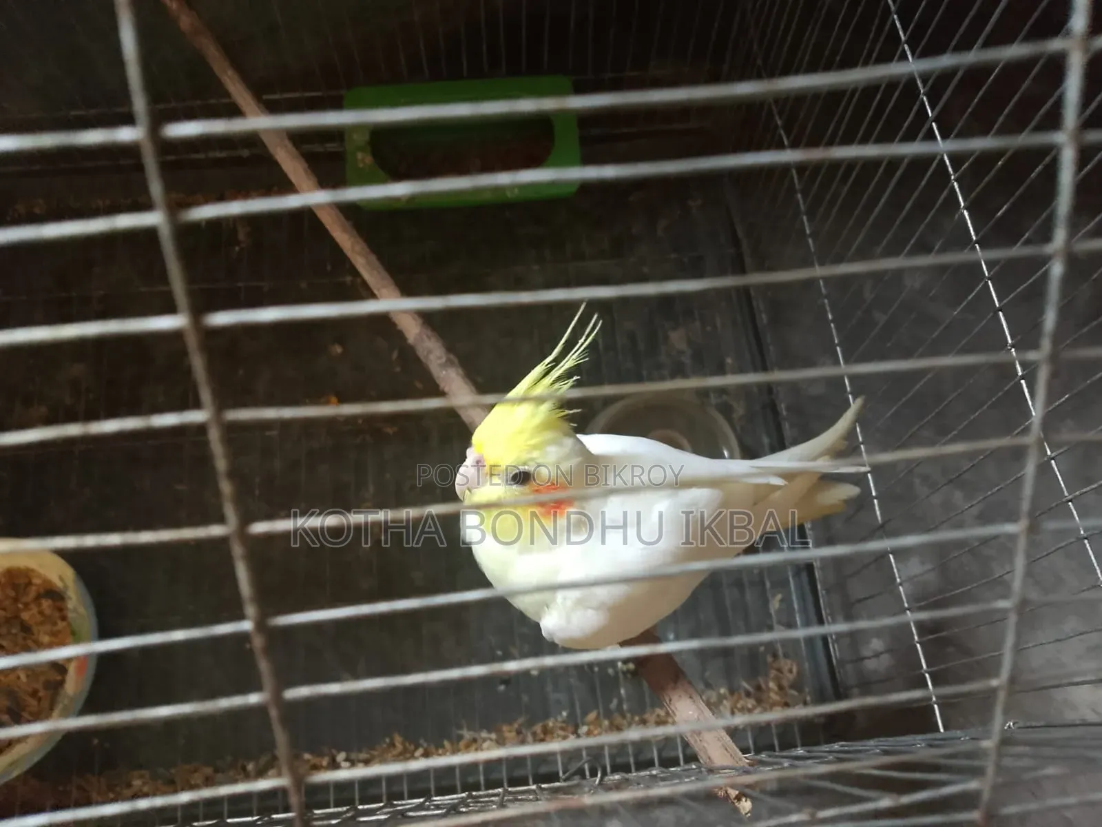 কোকাটেল বিক্রি হবে