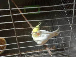 Cockatiel for sale