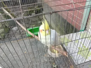 কোকাটেল বিক্রি হবে