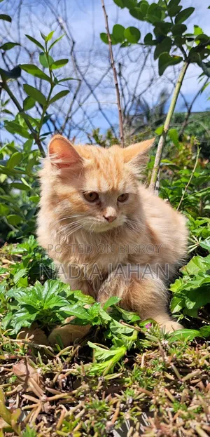 3-6 months Female Purebred Persian