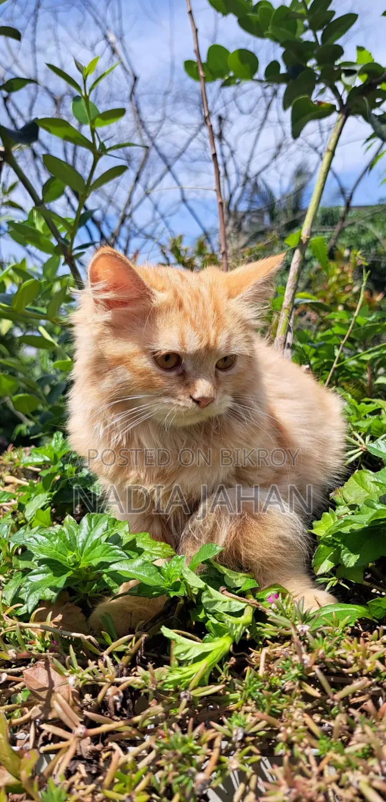 3-6 months Female Purebred Persian