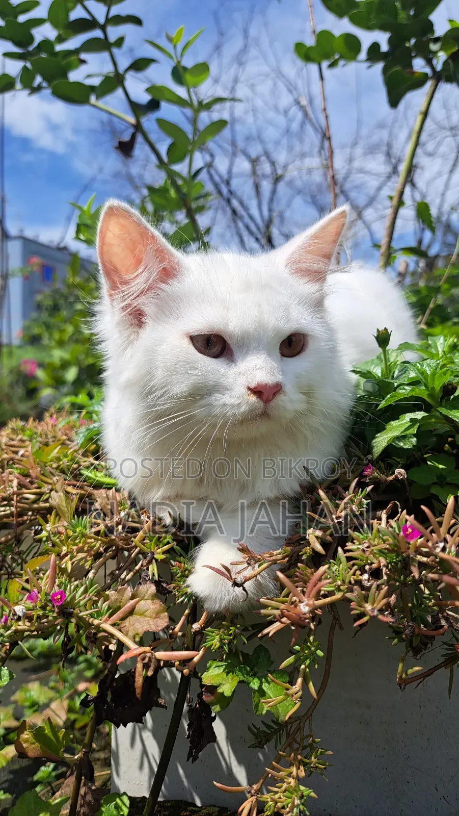 3-6 months Female Purebred Persian