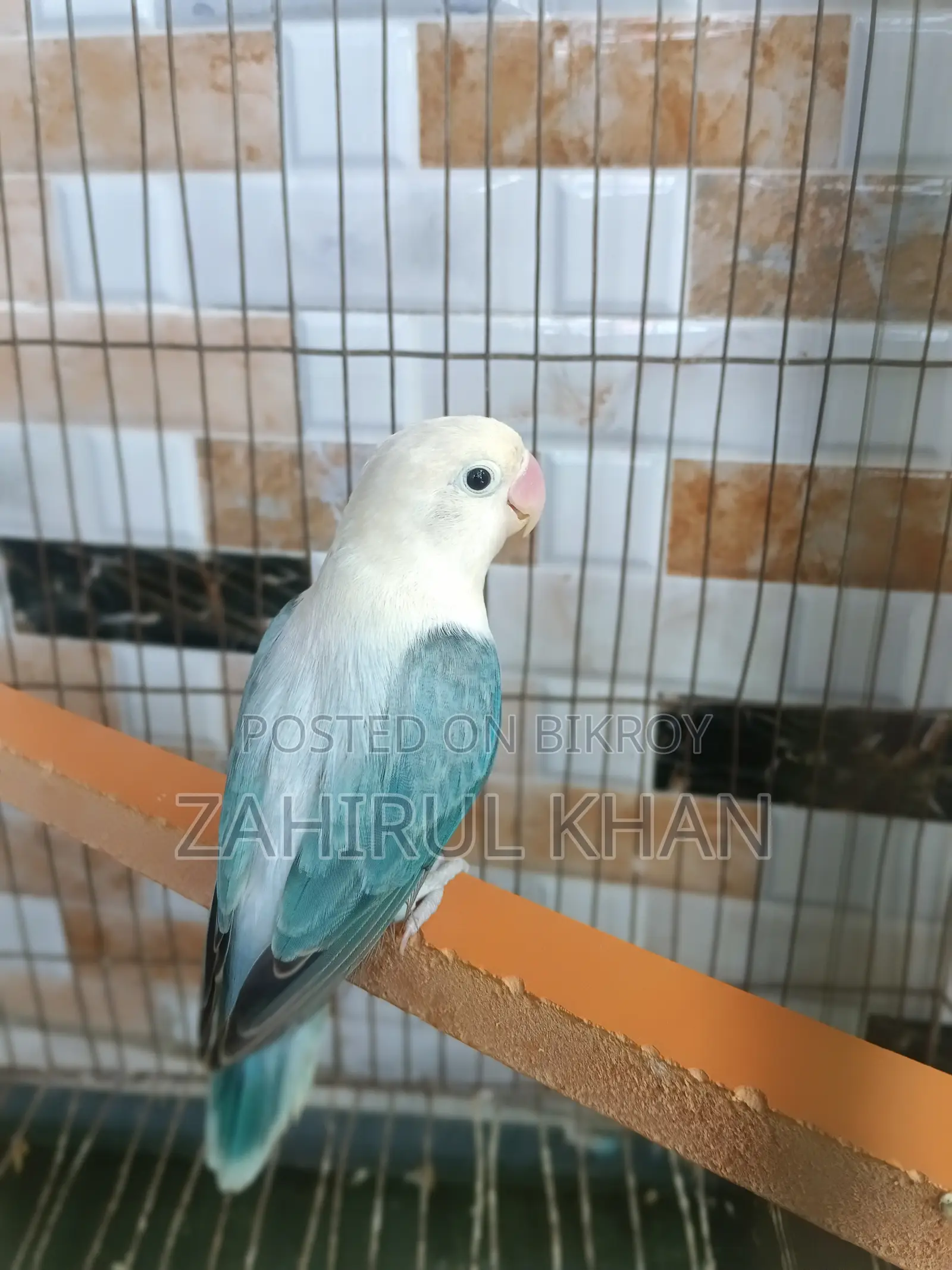 Love Bird Adult Female