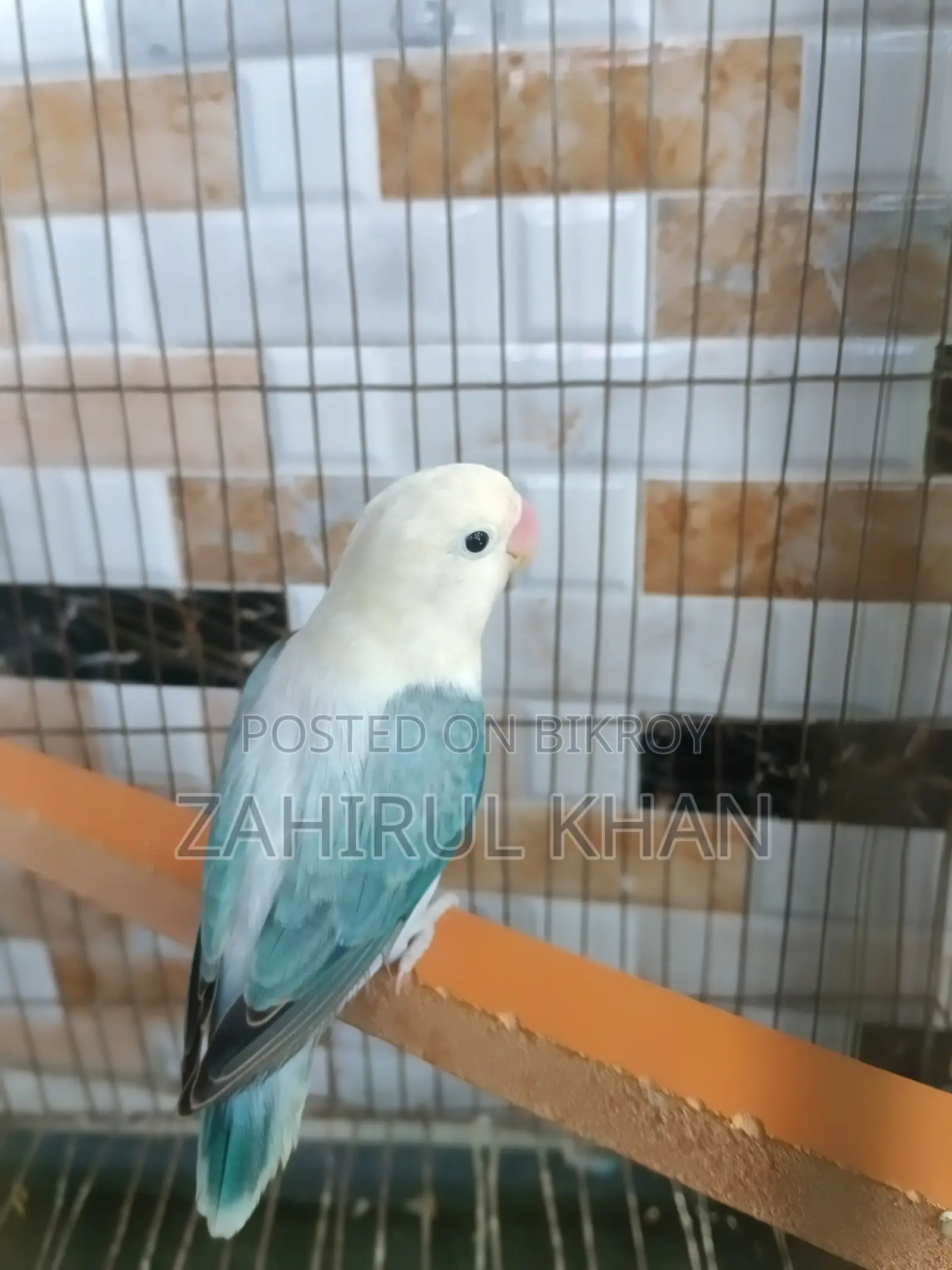 Love Bird Adult Female