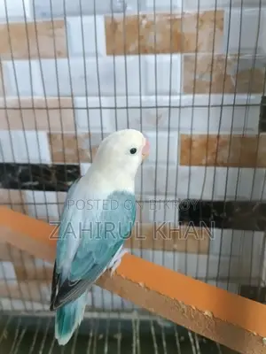 Love Bird Adult Female