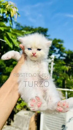 1-3 Months Female Purebred Persian