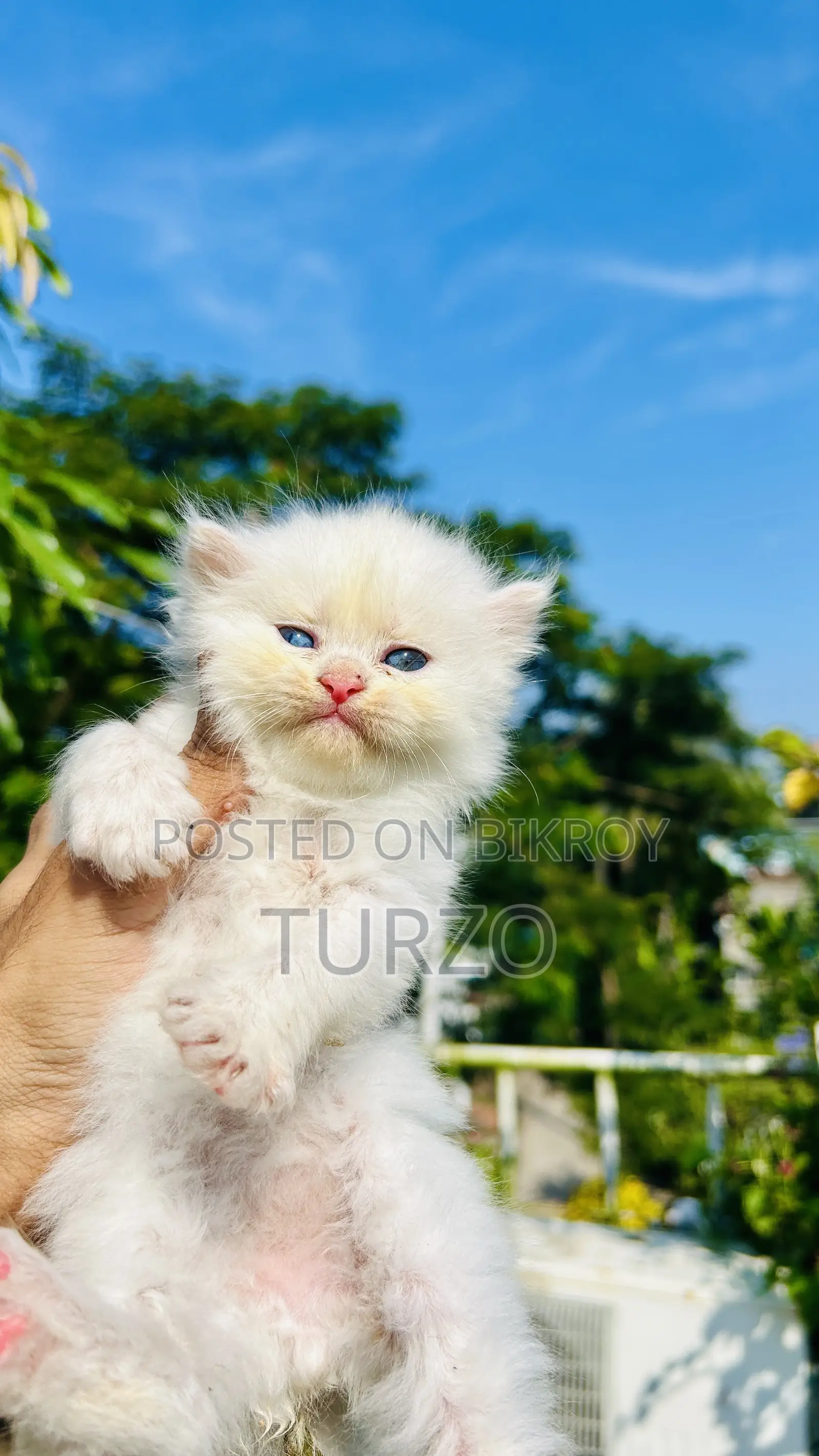 1-3 Months Female Purebred Persian