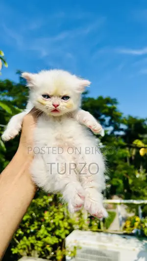 1-3 Months Female Purebred Persian