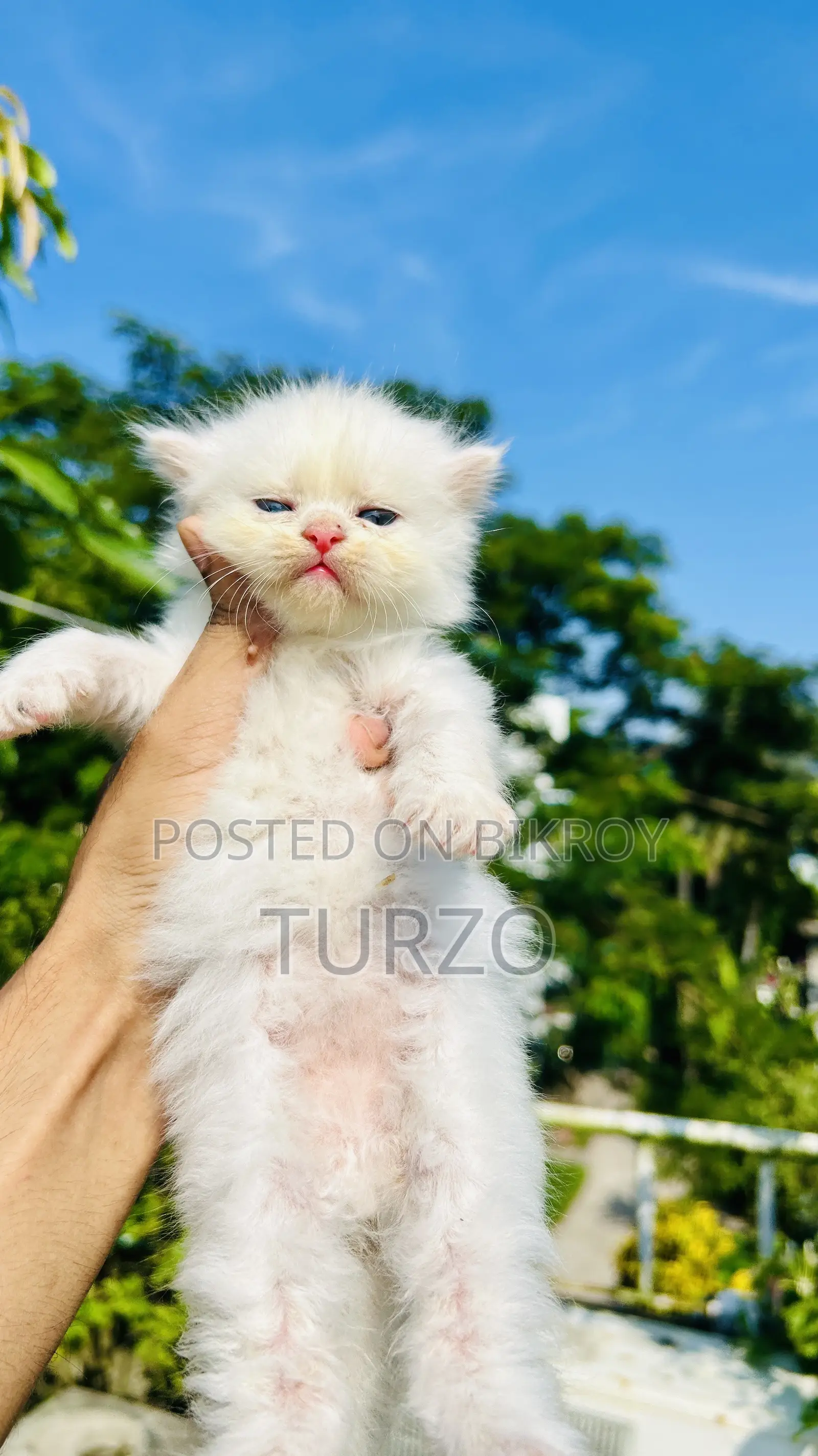 1-3 Months Female Purebred Persian