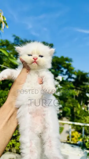 1-3 Months Female Purebred Persian