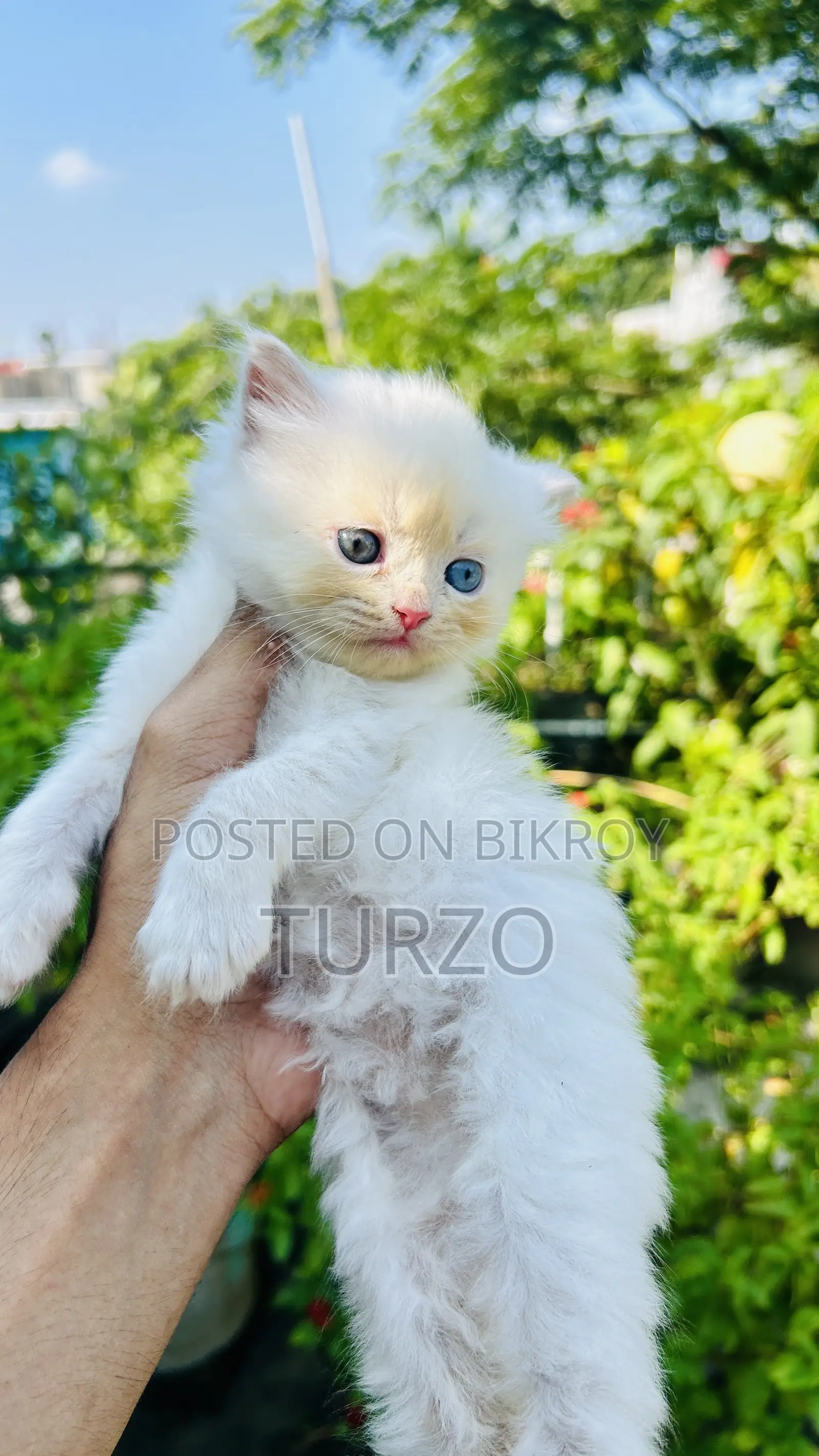 1-3 Months Female Purebred Persian