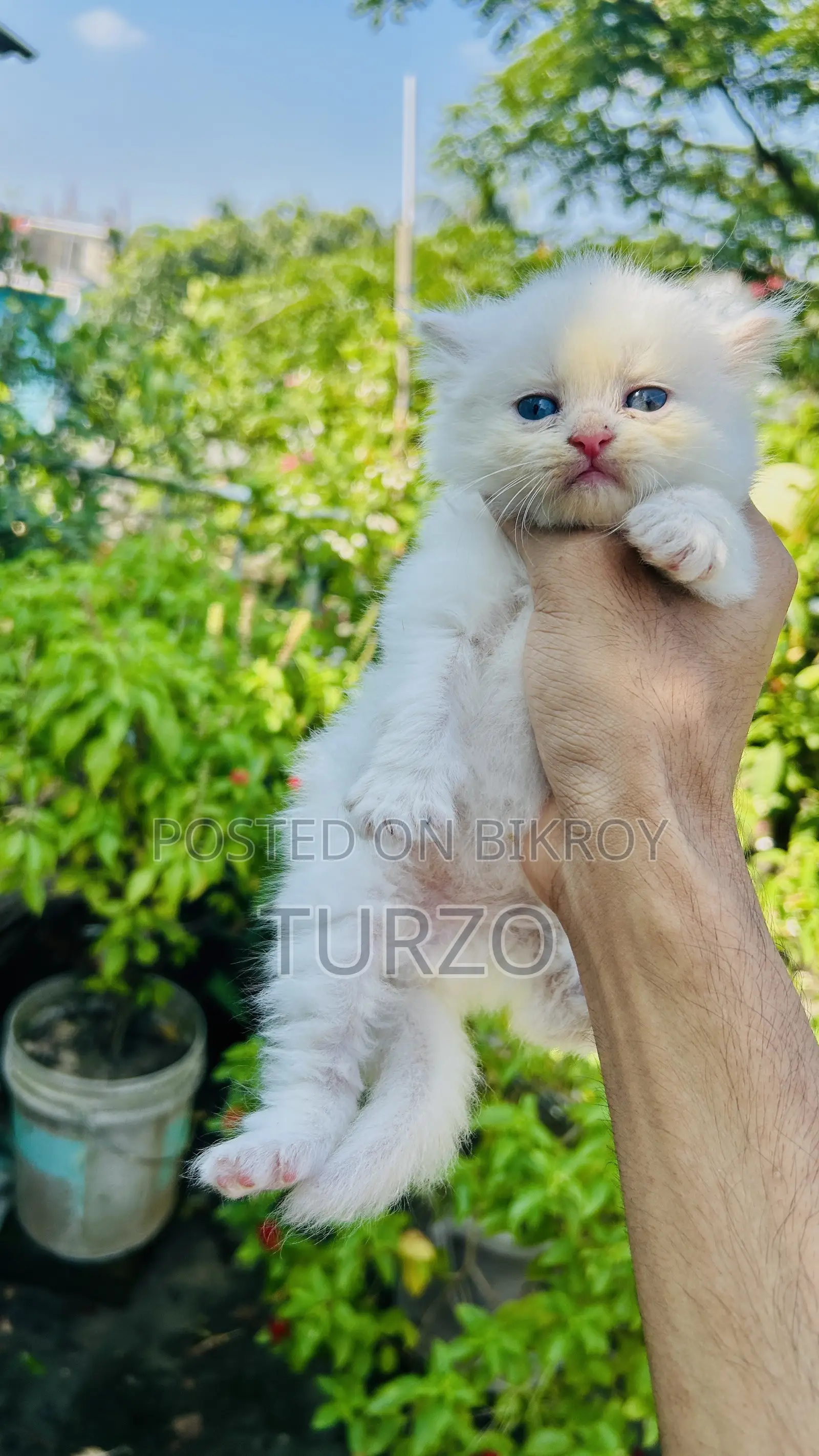 1-3 Months Female Purebred Persian
