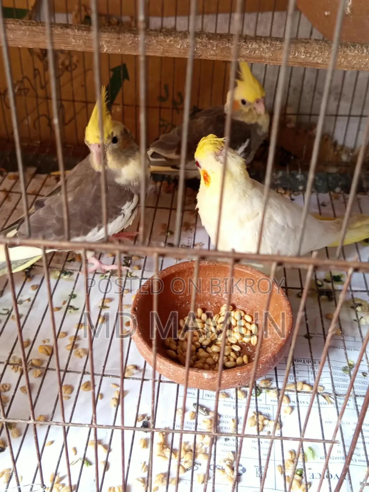 Cockatiels