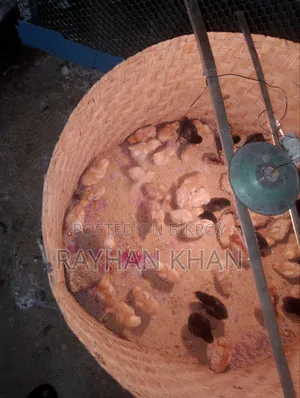 Kala Bud chicks for sale