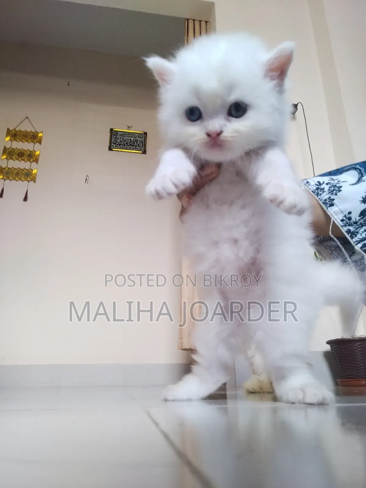 0-1 month Male Purebred Persian