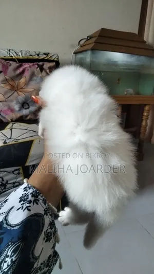 0-1 month Male Purebred Persian