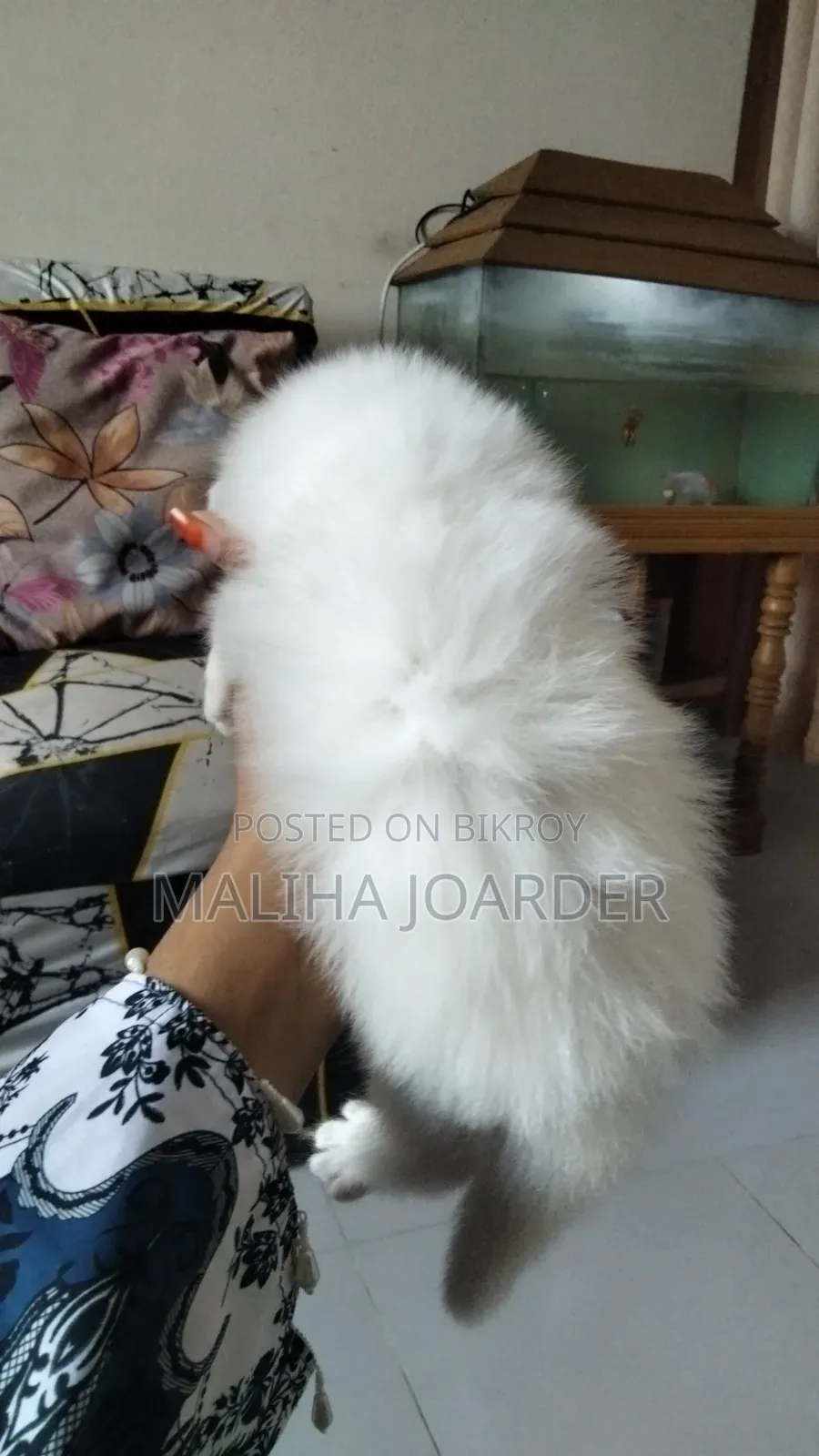 0-1 month Male Purebred Persian