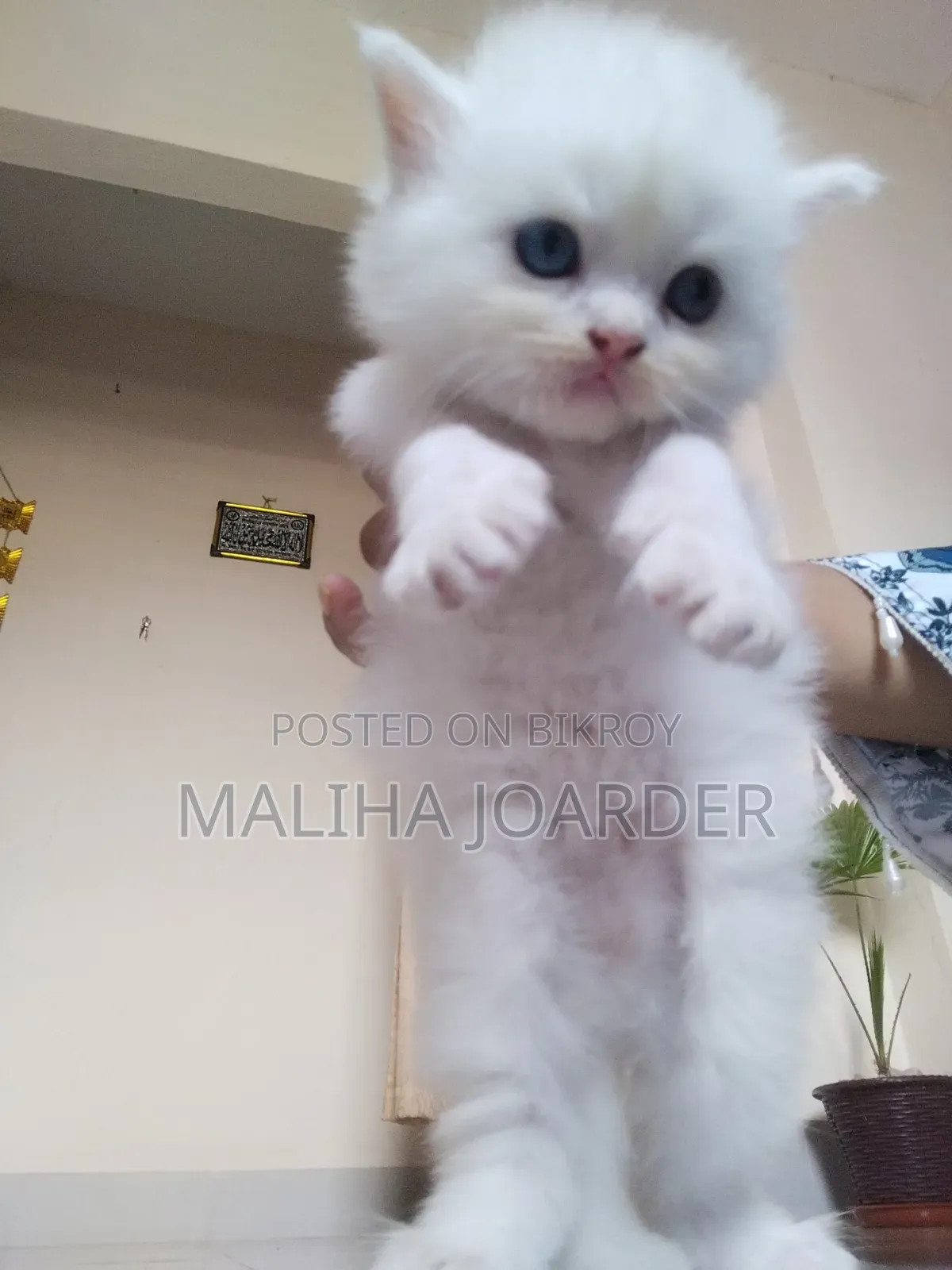 0-1 month Male Purebred Persian