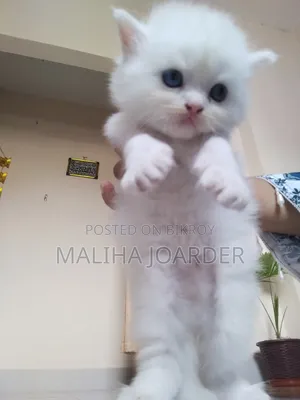 0-1 month Male Purebred Persian