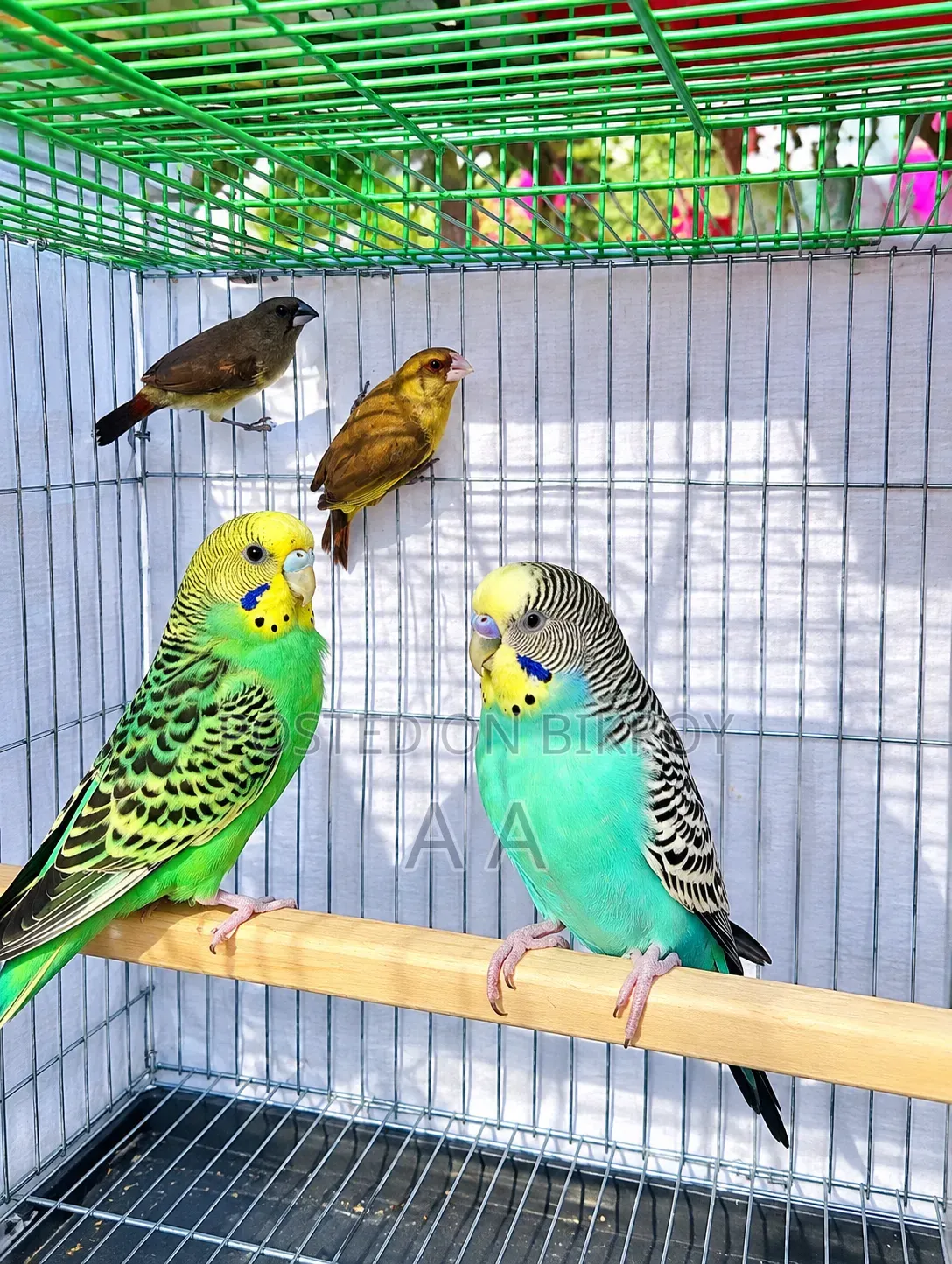 Budgerigar Master Pair / Master Pair Budgie